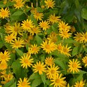 Melampodium paludosum 'Showstar' (2)